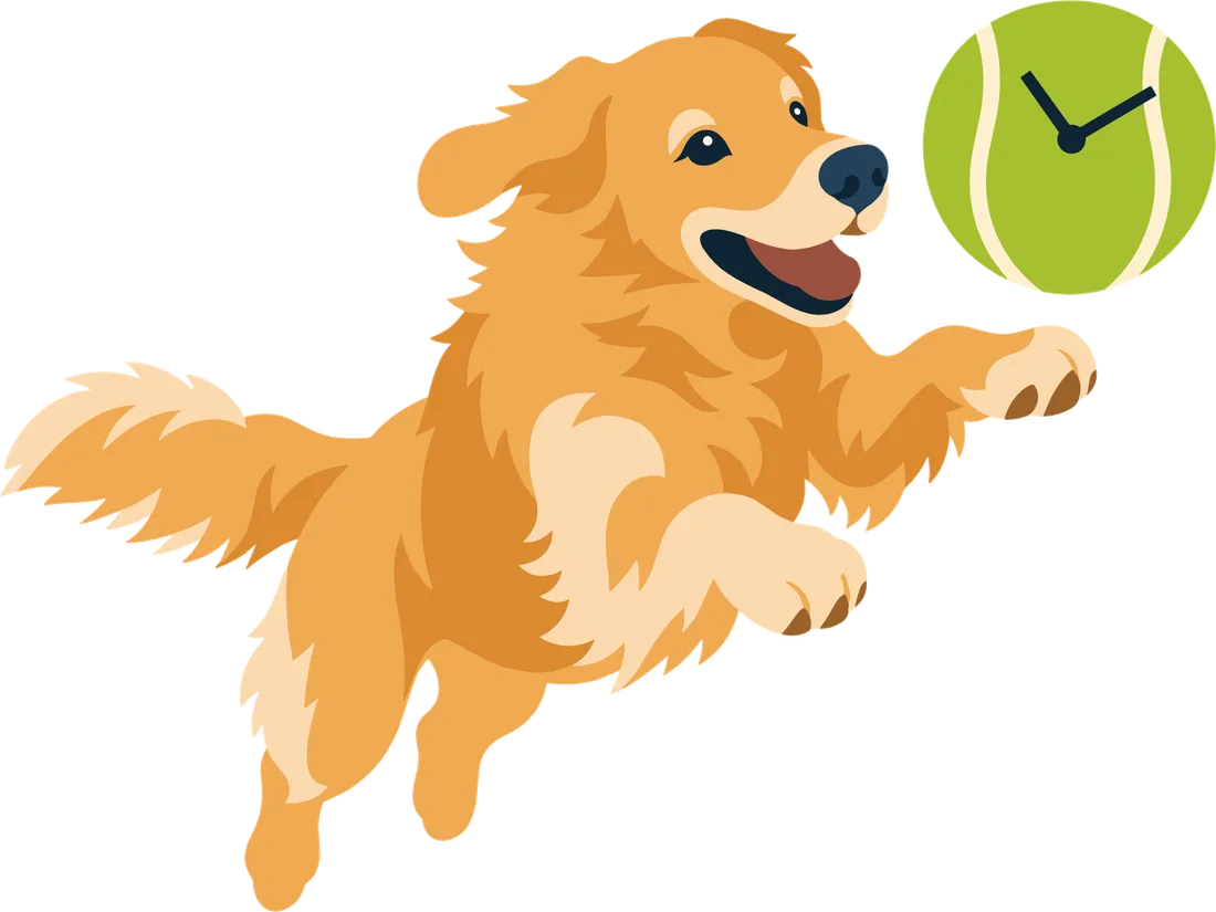A golden retriever bounding forward with a tennis-ball clock in its mouth